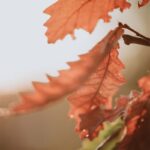 [사설] 노인 빈곤율·자살률 1위 ‘한국’