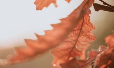 [사설] 노인 빈곤율·자살률 1위 ‘한국’