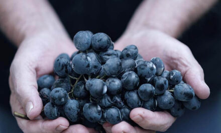 [정보] 요양원 식단은 어떻게 관리되나요?