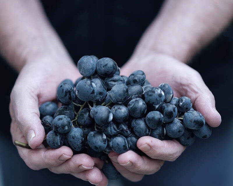 [정보] 요양원 식단은 어떻게 관리되나요?
